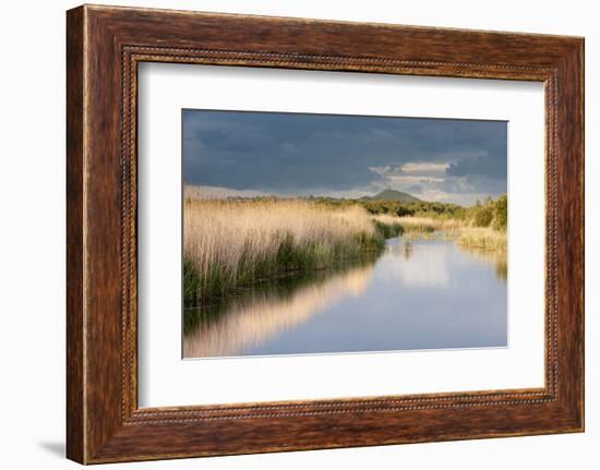 Reed Beds and View Towards Glastonbury Tor from Rspb Reserve, Somerset Levels, Somerset, UK-Ross Hoddinott-Framed Photographic Print