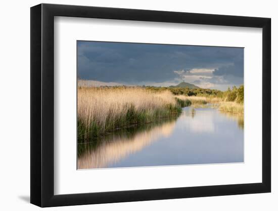 Reed Beds and View Towards Glastonbury Tor from Rspb Reserve, Somerset Levels, Somerset, UK-Ross Hoddinott-Framed Photographic Print