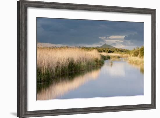 Reed Beds and View Towards Glastonbury Tor from Rspb Reserve, Somerset Levels, Somerset, UK-Ross Hoddinott-Framed Photographic Print