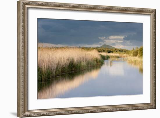 Reed Beds and View Towards Glastonbury Tor from Rspb Reserve, Somerset Levels, Somerset, UK-Ross Hoddinott-Framed Photographic Print