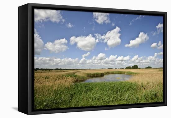 Reed Beds at Joist Fen, Lakenheath Fen Rspb Reserve, Suffolk, UK, May 2011-Terry Whittaker-Framed Premier Image Canvas