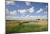 Reed Beds at Joist Fen, Lakenheath Fen Rspb Reserve, Suffolk, UK, May 2011-Terry Whittaker-Mounted Photographic Print