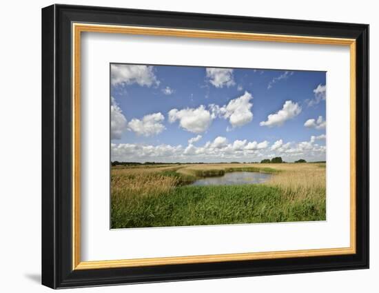 Reed Beds at Joist Fen, Lakenheath Fen Rspb Reserve, Suffolk, UK, May 2011-Terry Whittaker-Framed Photographic Print