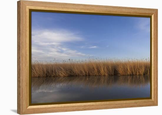 Reed Belt at the Lake Neusiedl Near Purbach, Burgenland, Austria, Europe-Gerhard Wild-Framed Premier Image Canvas