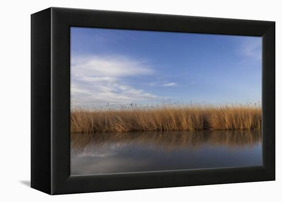 Reed Belt at the Lake Neusiedl Near Purbach, Burgenland, Austria, Europe-Gerhard Wild-Framed Premier Image Canvas