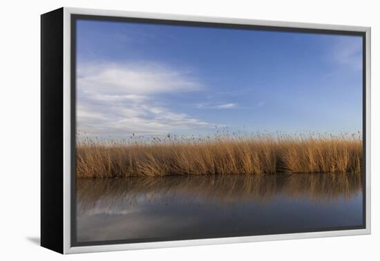 Reed Belt at the Lake Neusiedl Near Purbach, Burgenland, Austria, Europe-Gerhard Wild-Framed Premier Image Canvas