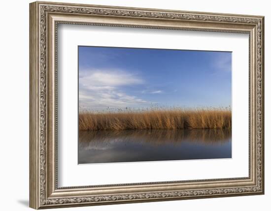 Reed Belt at the Lake Neusiedl Near Purbach, Burgenland, Austria, Europe-Gerhard Wild-Framed Photographic Print