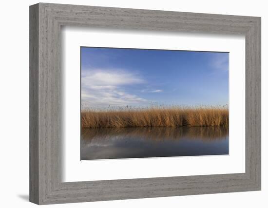 Reed Belt at the Lake Neusiedl Near Purbach, Burgenland, Austria, Europe-Gerhard Wild-Framed Photographic Print