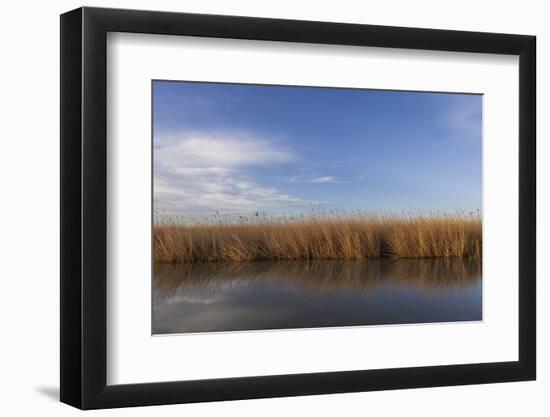 Reed Belt at the Lake Neusiedl Near Purbach, Burgenland, Austria, Europe-Gerhard Wild-Framed Photographic Print