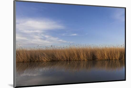 Reed Belt at the Lake Neusiedl Near Purbach, Burgenland, Austria, Europe-Gerhard Wild-Mounted Photographic Print