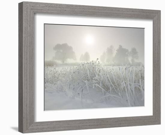 Reed in the Fog at the Kochelsee, Tolzer Country, Bavaria, Germany-Rainer Mirau-Framed Photographic Print