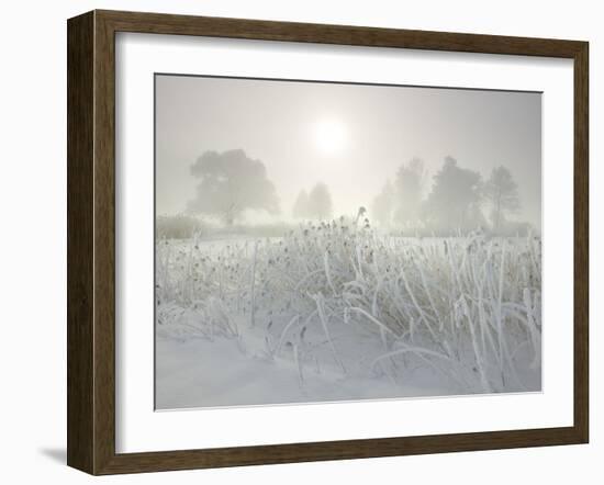 Reed in the Fog at the Kochelsee, Tolzer Country, Bavaria, Germany-Rainer Mirau-Framed Photographic Print