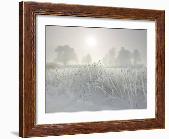 Reed in the Fog at the Kochelsee, Tolzer Country, Bavaria, Germany-Rainer Mirau-Framed Photographic Print