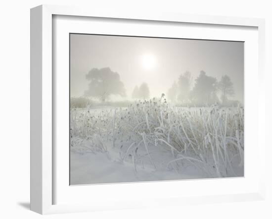 Reed in the Fog at the Kochelsee, Tolzer Country, Bavaria, Germany-Rainer Mirau-Framed Photographic Print