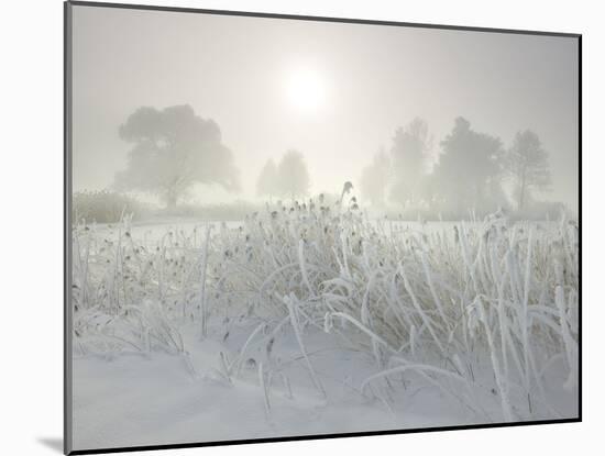 Reed in the Fog at the Kochelsee, Tolzer Country, Bavaria, Germany-Rainer Mirau-Mounted Photographic Print