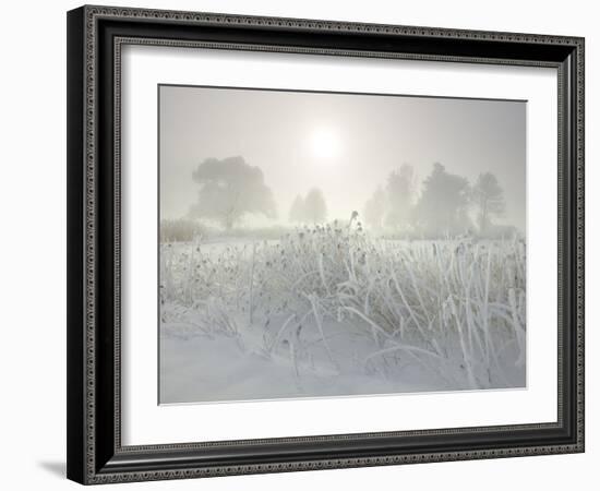 Reed in the Fog at the Kochelsee, Tolzer Country, Bavaria, Germany-Rainer Mirau-Framed Photographic Print