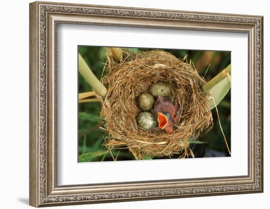 Reed Warbler'S Nest With Eggs And European Cuckoo Chick Just Hatched, UK-John Cancalosi-Framed Photographic Print