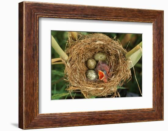 Reed Warbler'S Nest With Eggs And European Cuckoo Chick Just Hatched, UK-John Cancalosi-Framed Photographic Print