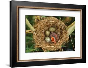 Reed Warbler'S Nest With Eggs And European Cuckoo Chick Just Hatched, UK-John Cancalosi-Framed Photographic Print