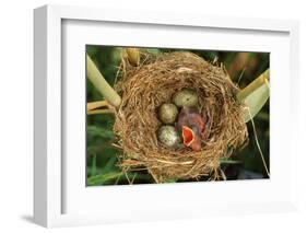 Reed Warbler'S Nest With Eggs And European Cuckoo Chick Just Hatched, UK-John Cancalosi-Framed Photographic Print