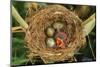 Reed Warbler'S Nest With Eggs And European Cuckoo Chick Just Hatched, UK-John Cancalosi-Mounted Photographic Print