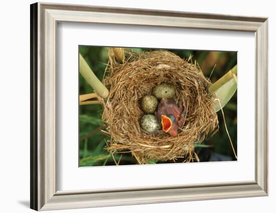 Reed Warbler'S Nest With Eggs And European Cuckoo Chick Just Hatched, UK-John Cancalosi-Framed Photographic Print