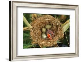 Reed Warbler'S Nest With Eggs And European Cuckoo Chick Just Hatched, UK-John Cancalosi-Framed Photographic Print