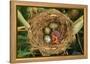 Reed Warbler'S Nest With Eggs And European Cuckoo Chick Just Hatched, UK-John Cancalosi-Framed Premier Image Canvas