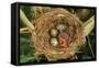 Reed Warbler'S Nest With Eggs And European Cuckoo Chick Just Hatched, UK-John Cancalosi-Framed Premier Image Canvas