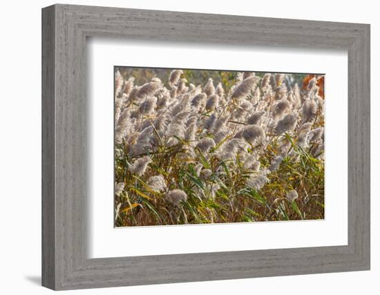 Reedgrass blowing in the wind-Jim Engelbrecht-Framed Photographic Print