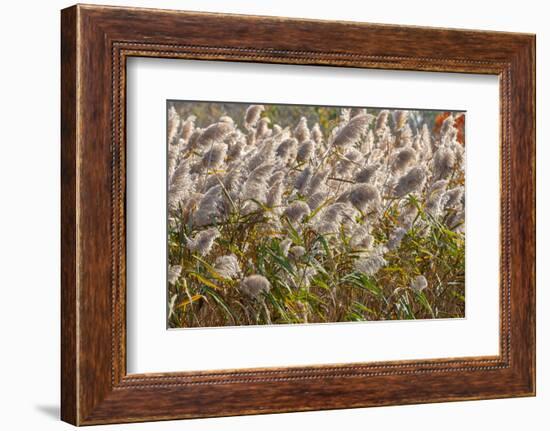 Reedgrass blowing in the wind-Jim Engelbrecht-Framed Photographic Print