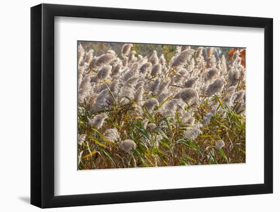 Reedgrass blowing in the wind-Jim Engelbrecht-Framed Photographic Print