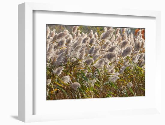 Reedgrass blowing in the wind-Jim Engelbrecht-Framed Photographic Print