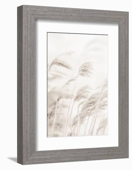 Reeds_001-1x Studio III-Framed Photographic Print