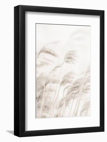 Reeds_001-1x Studio III-Framed Photographic Print