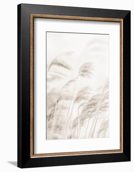 Reeds_001-1x Studio III-Framed Photographic Print