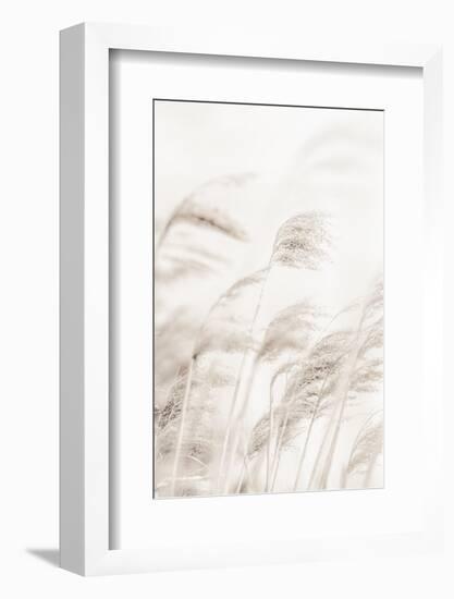 Reeds_001-1x Studio III-Framed Photographic Print