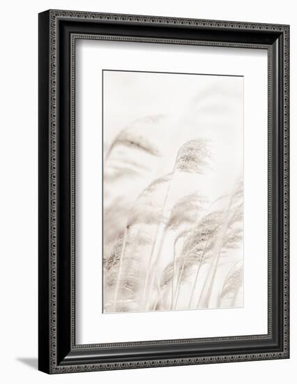 Reeds_001-1x Studio III-Framed Photographic Print