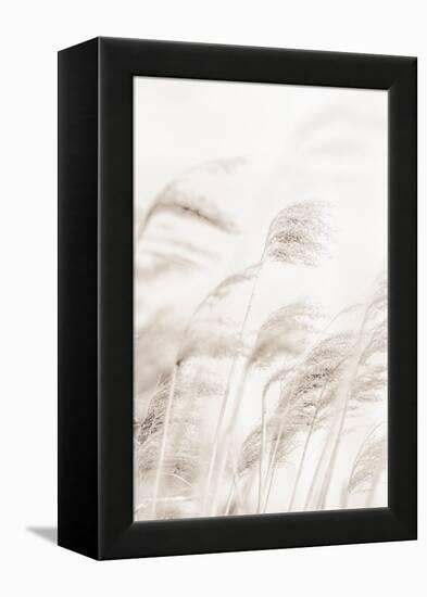 Reeds_001-1x Studio III-Framed Premier Image Canvas