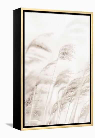 Reeds_001-1x Studio III-Framed Premier Image Canvas