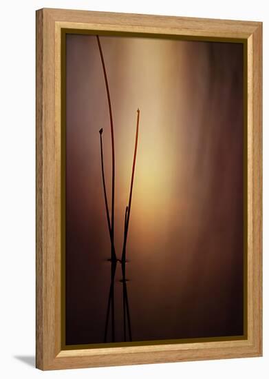 Reeds 1-Ursula Abresch-Framed Premier Image Canvas