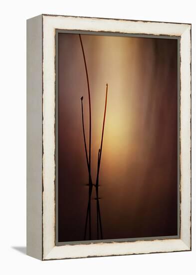 Reeds 1-Ursula Abresch-Framed Premier Image Canvas