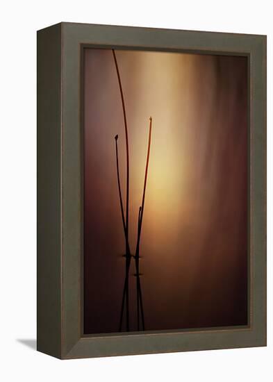 Reeds 1-Ursula Abresch-Framed Premier Image Canvas