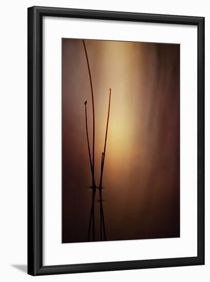 Reeds 1-Ursula Abresch-Framed Photographic Print