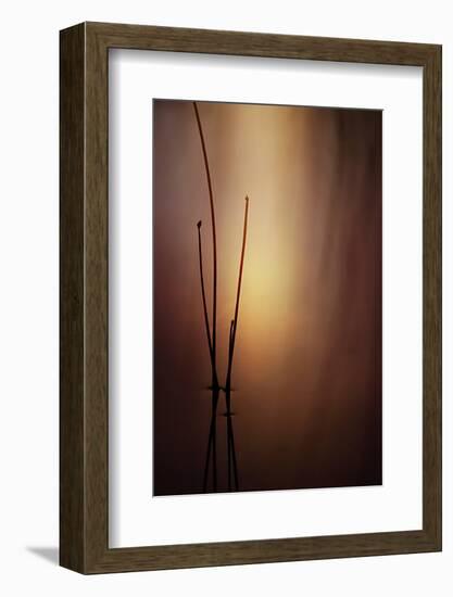 Reeds 1-Ursula Abresch-Framed Photographic Print