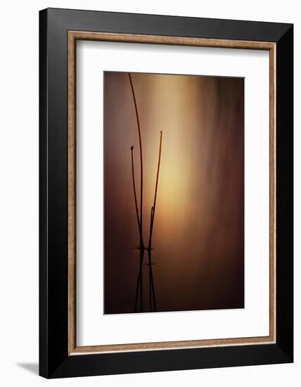Reeds 1-Ursula Abresch-Framed Photographic Print