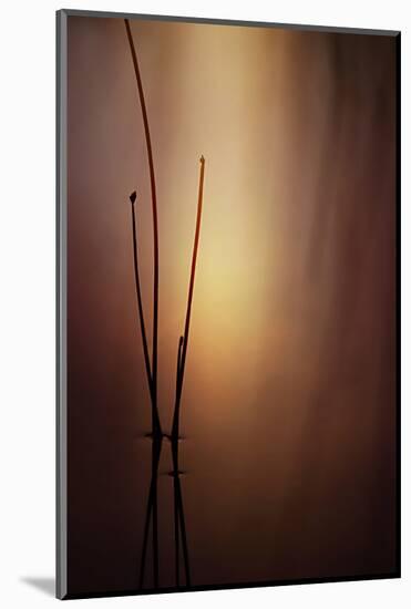 Reeds 1-Ursula Abresch-Mounted Photographic Print