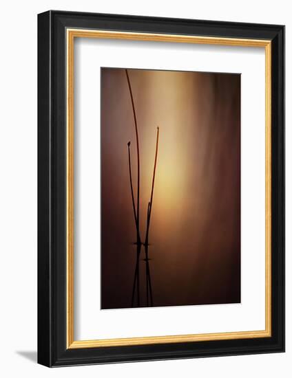 Reeds 1-Ursula Abresch-Framed Photographic Print