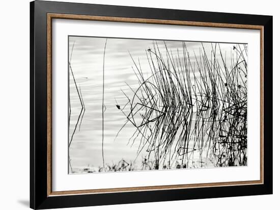 Reeds 2-Lee Peterson-Framed Photographic Print