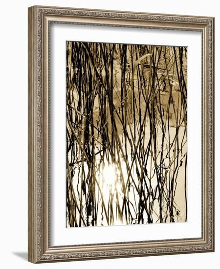 Reeds 8167-Rica Belna-Framed Giclee Print